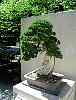 bonsai4.jpg